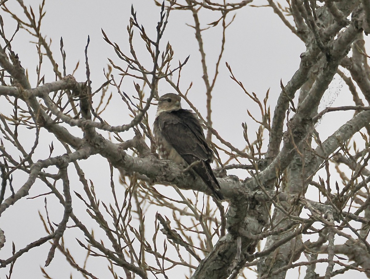 dřemlík tundrový - ML652312248