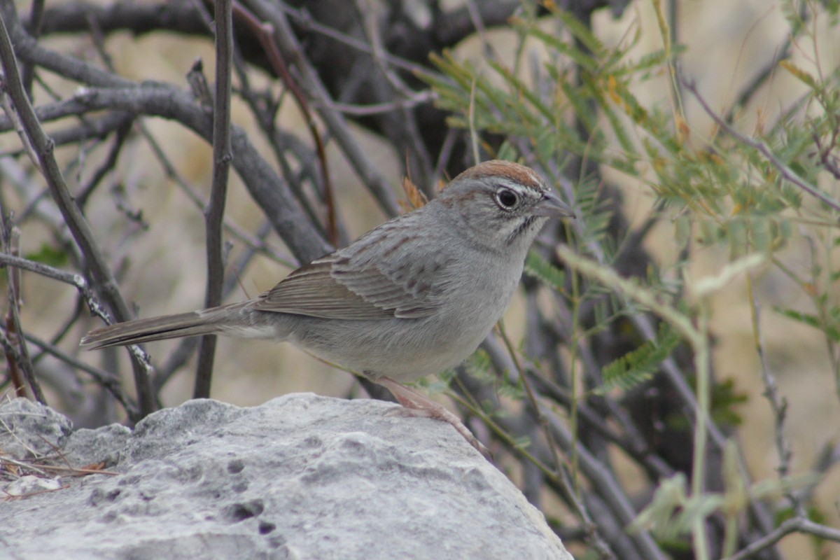 ズアカスズメモドキ - ML652312359