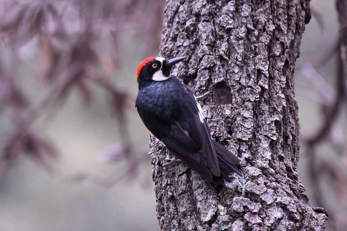 Acorn Woodpecker - ML652312501