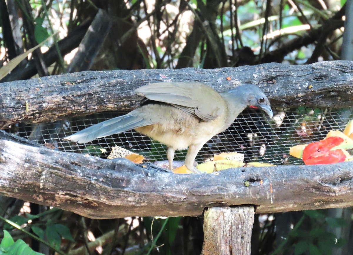 Plain Chachalaca - ML652312700