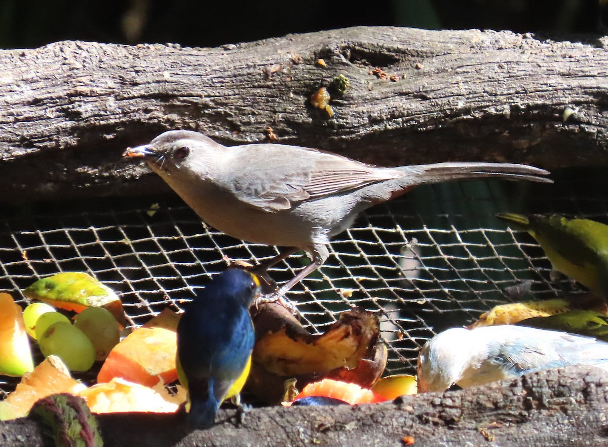 Gray Catbird - ML652312714