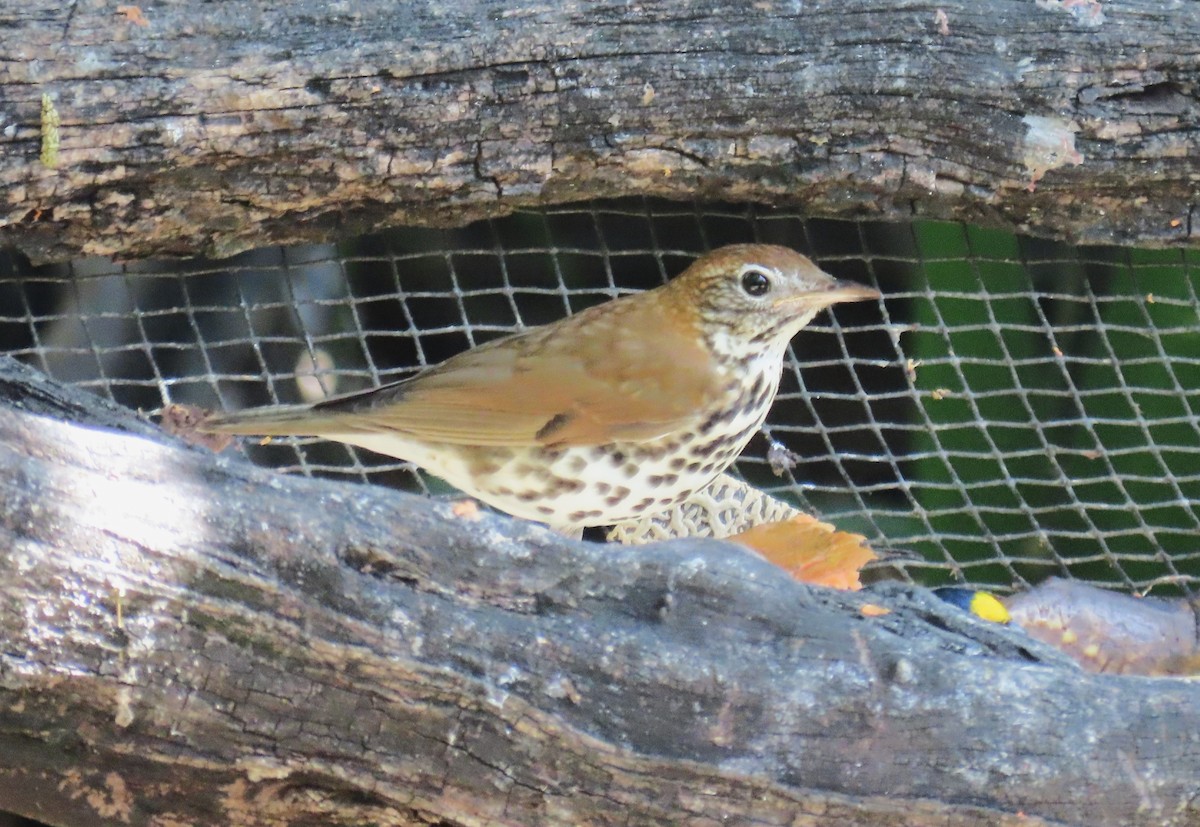 Wood Thrush - ML652312727