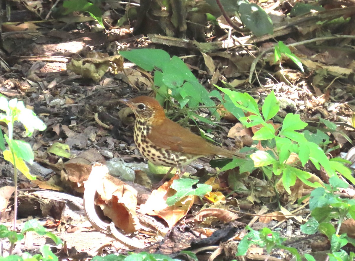 Wood Thrush - ML652312728