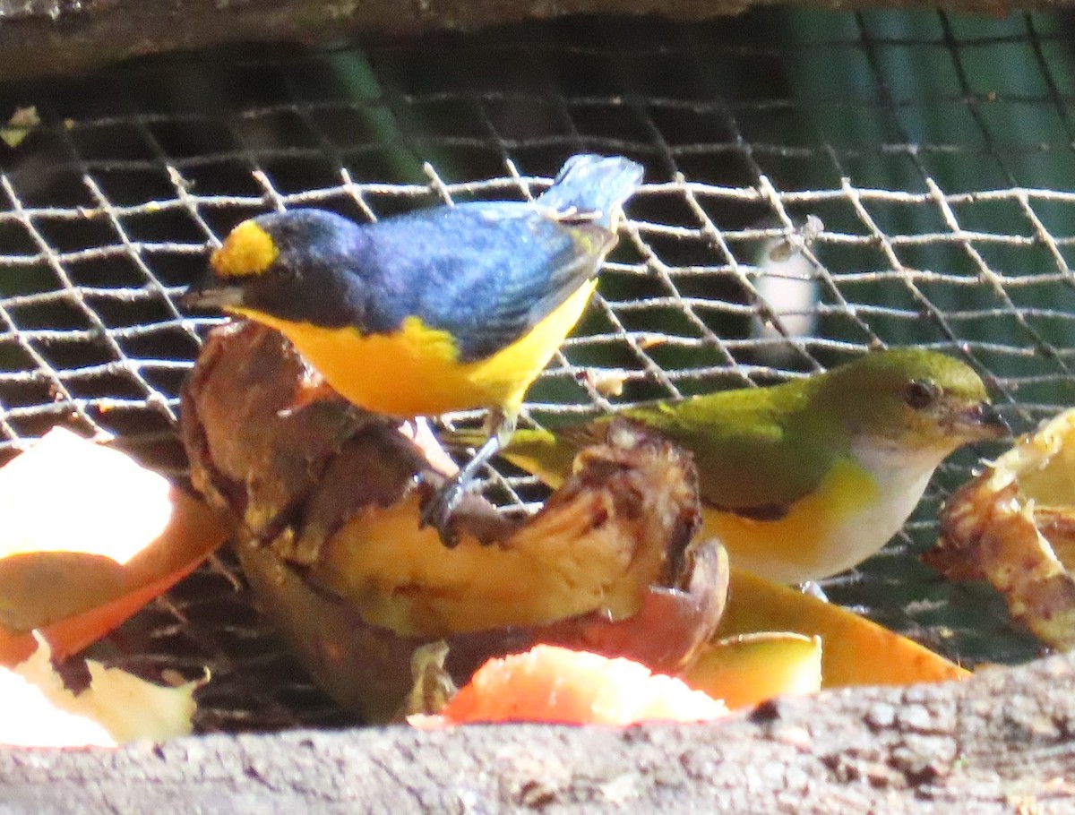 Yellow-throated Euphonia - ML652312765