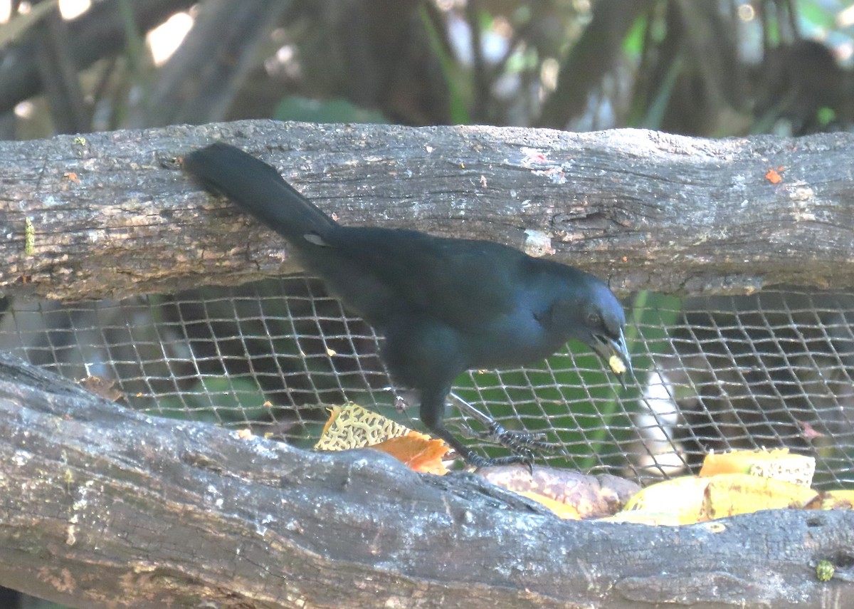 Melodious Blackbird - ML652312777