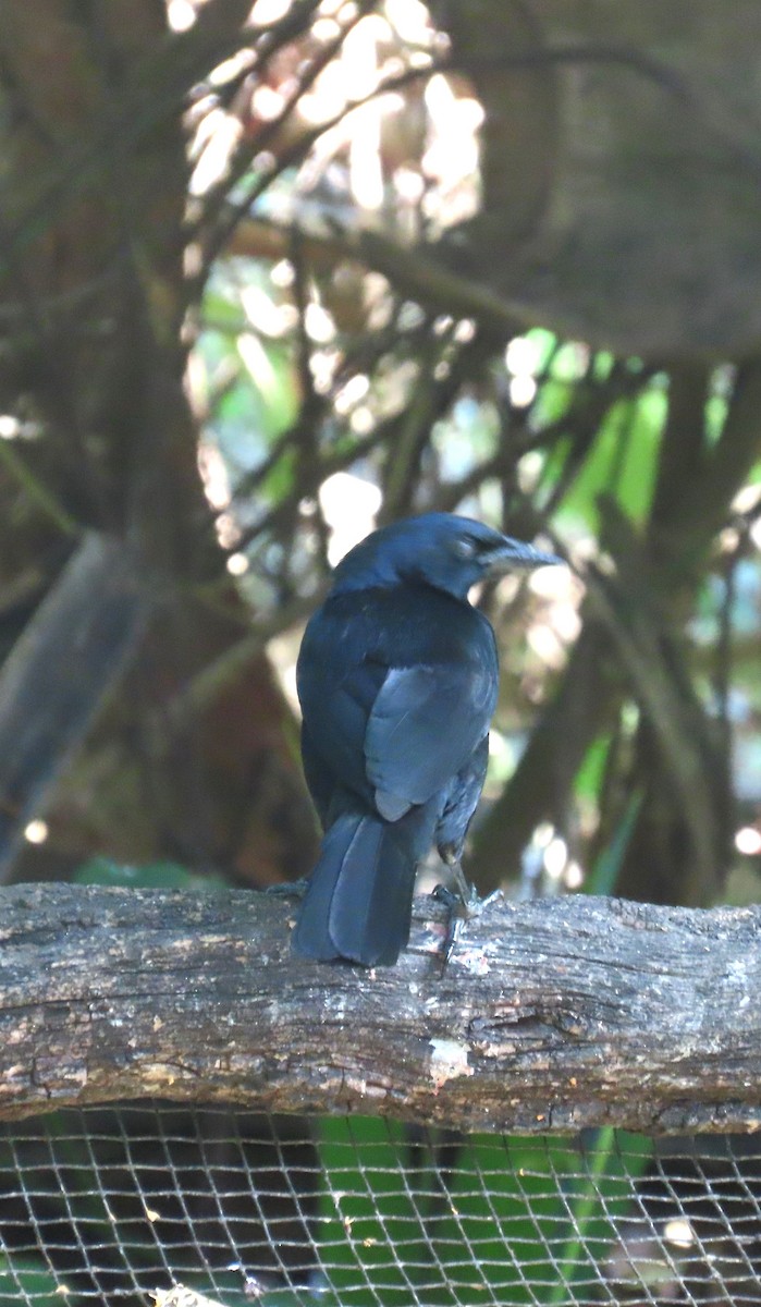 Melodious Blackbird - ML652312778