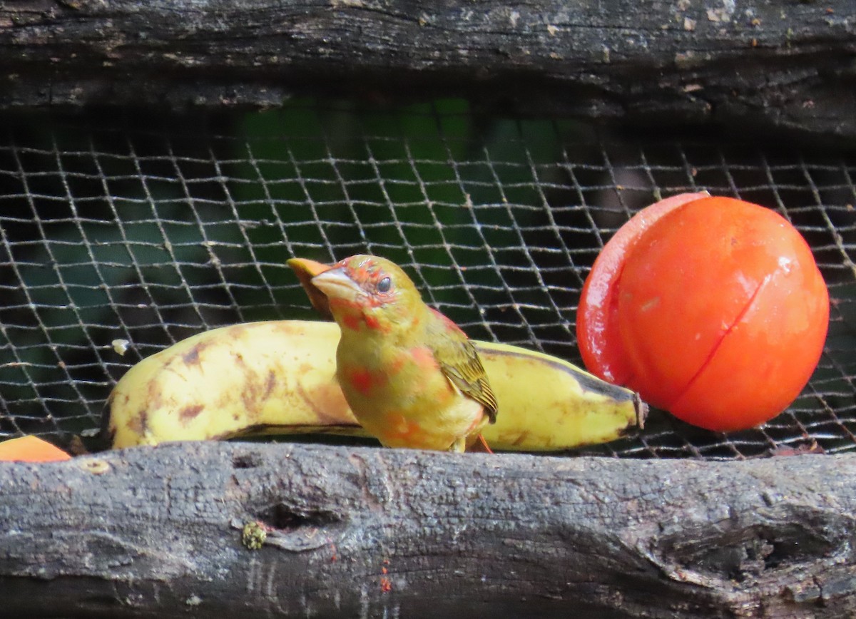 Summer Tanager - ML652312793