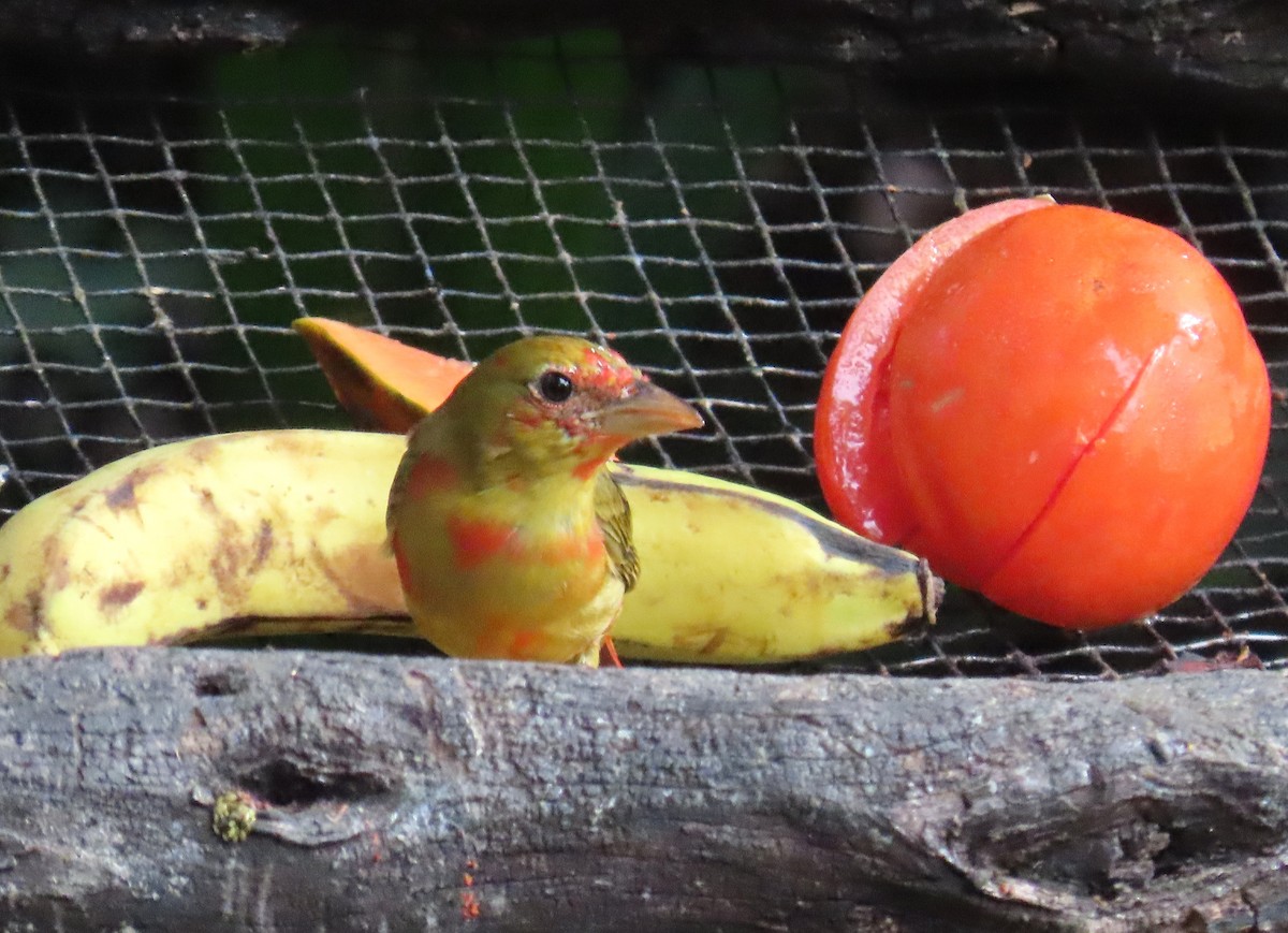 Summer Tanager - ML652312794