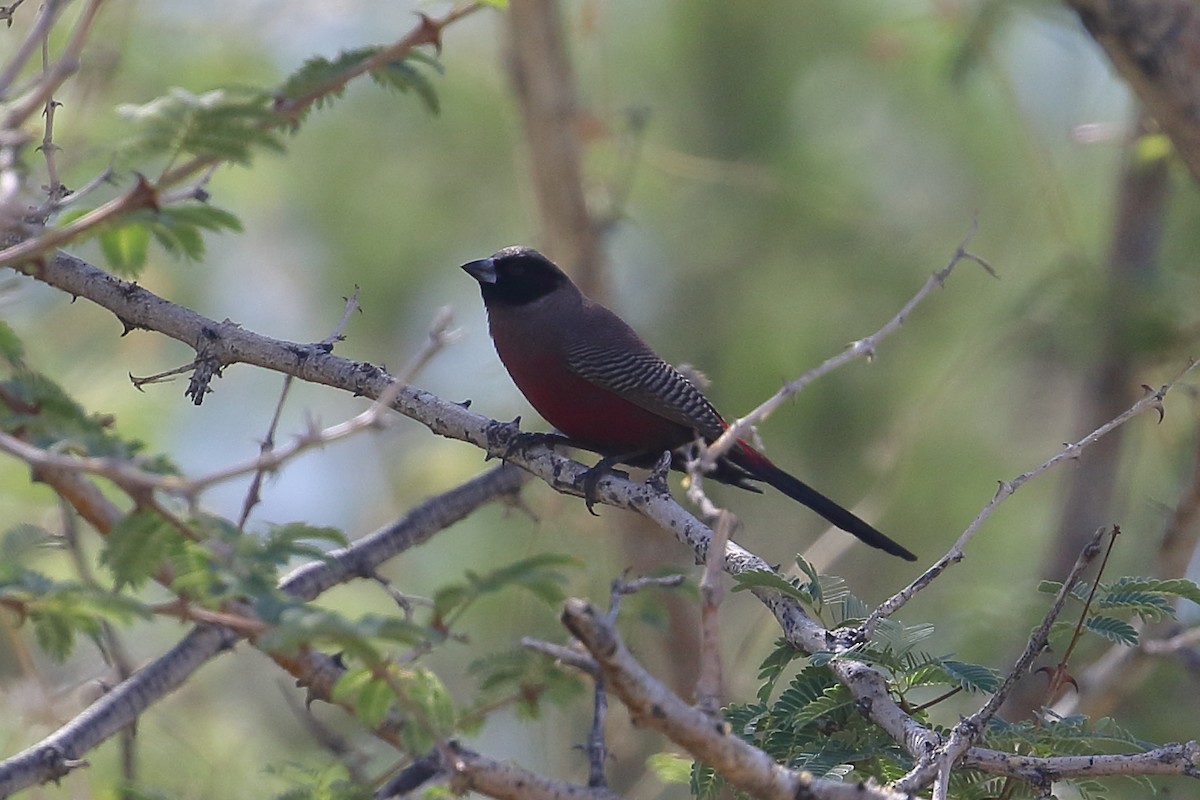 Black-faced Waxbill - ML652312802