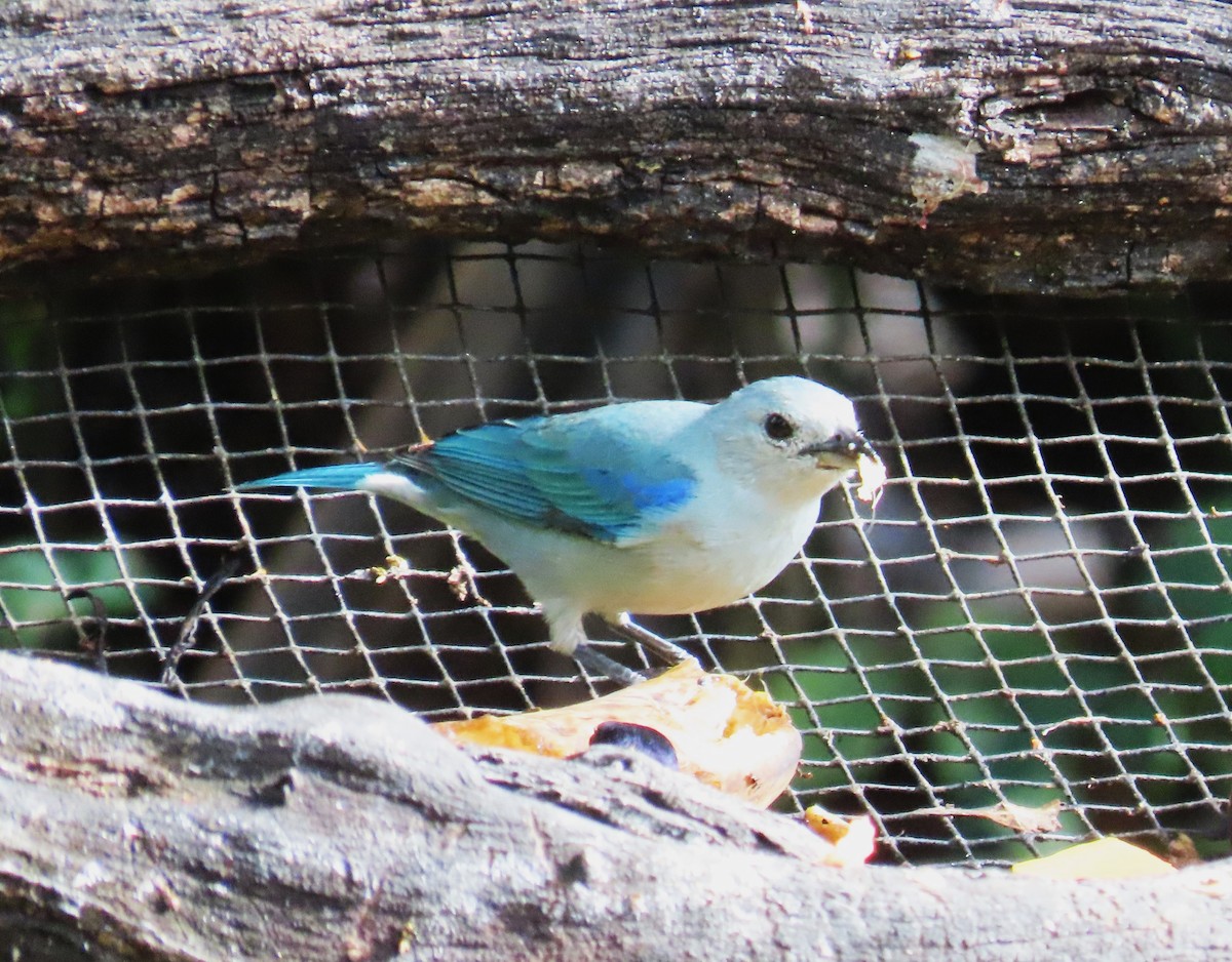 Blue-gray Tanager - ML652312830