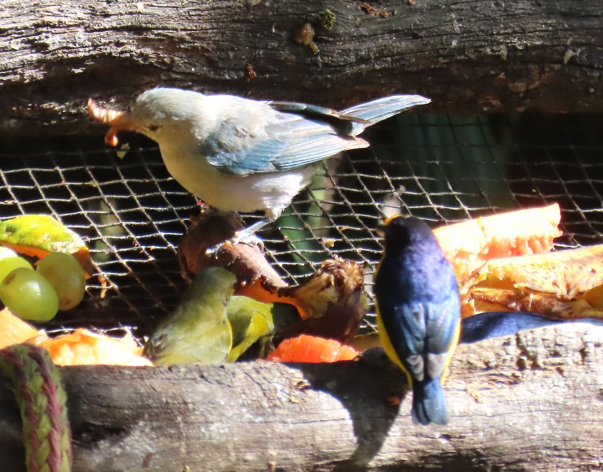 Blue-gray Tanager - ML652312857