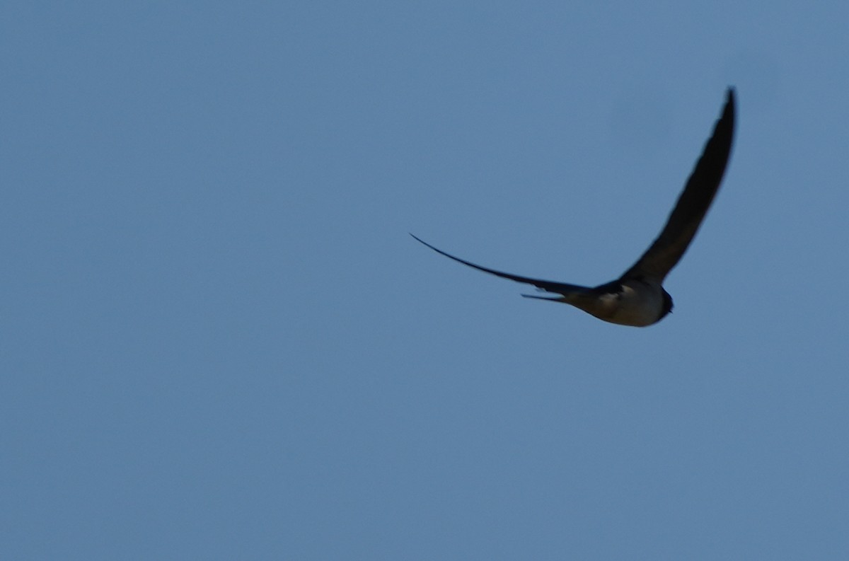 Golondrina Común (Euroasiática) - ML652312920