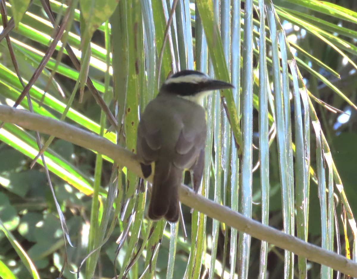 Boat-billed Flycatcher - ML652312948
