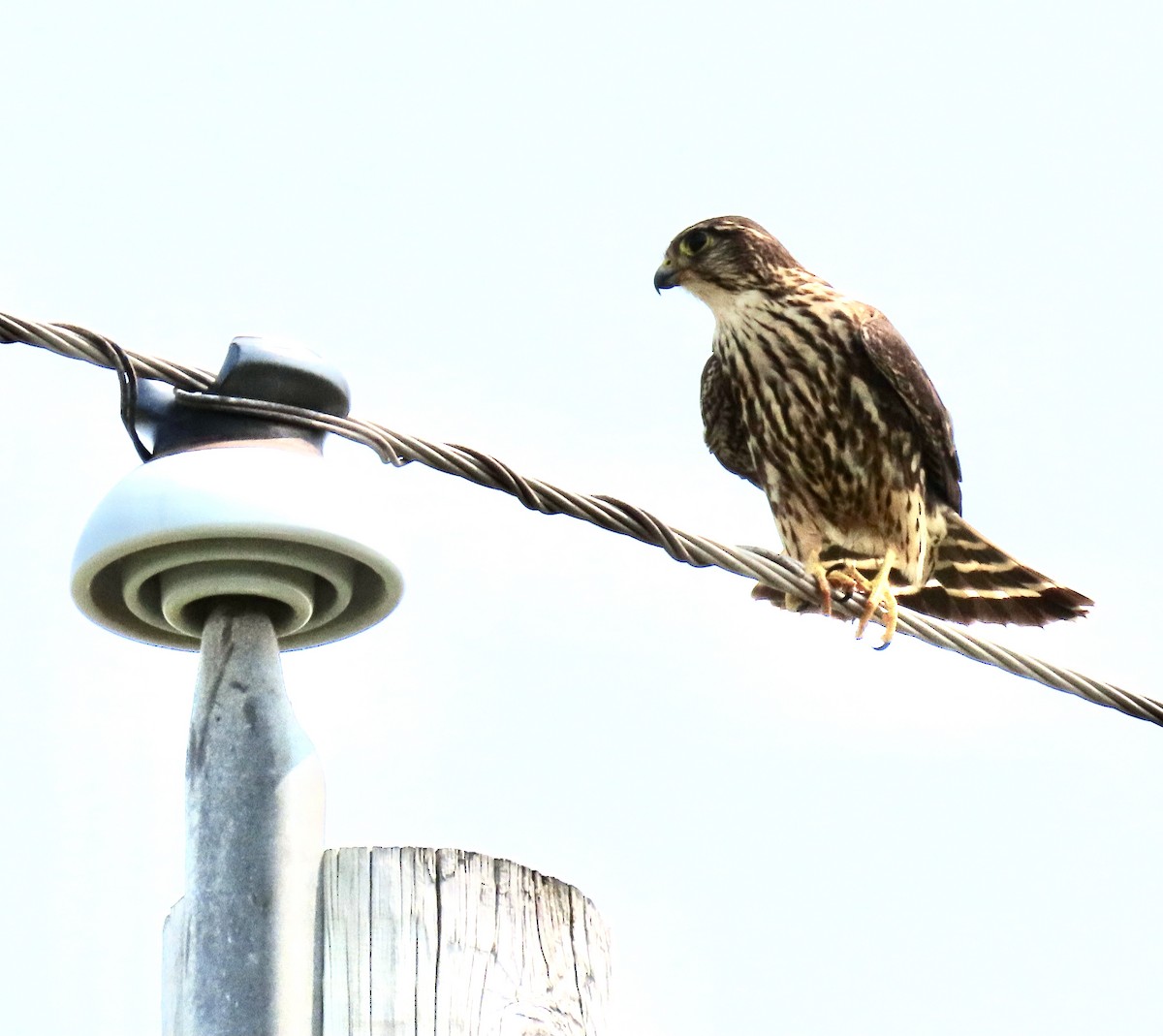 コチョウゲンボウ - ML652313574