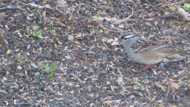 ミヤマシトド - ML652313813