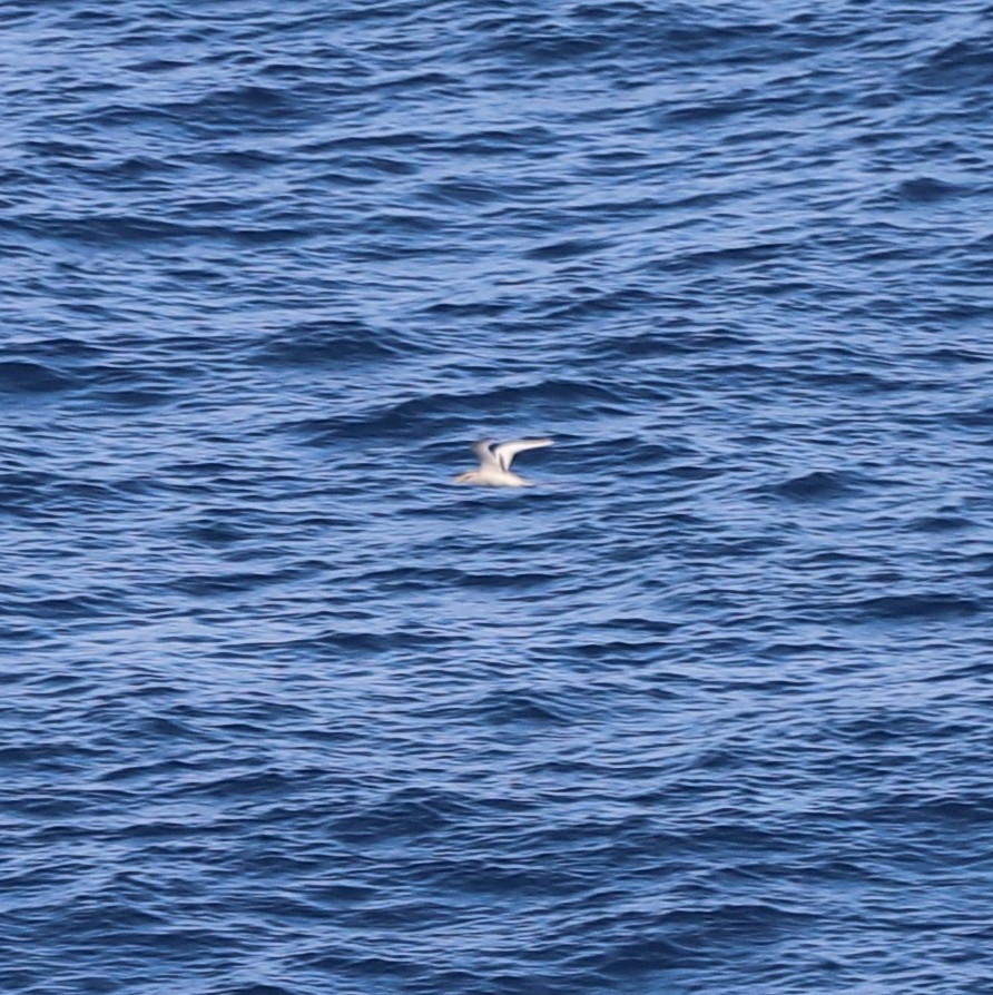 White-tailed Tropicbird (Pacific) - ML652313850