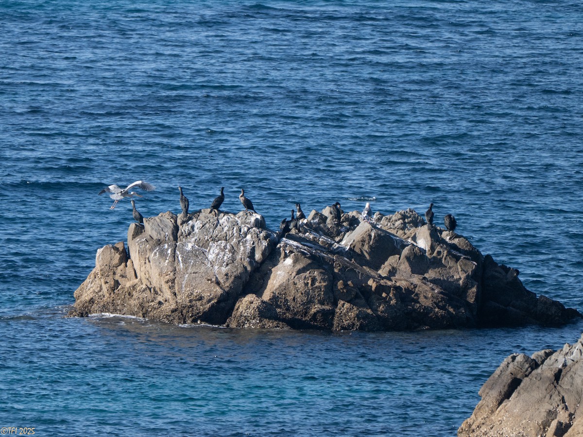 Баклан японський - ML652314029