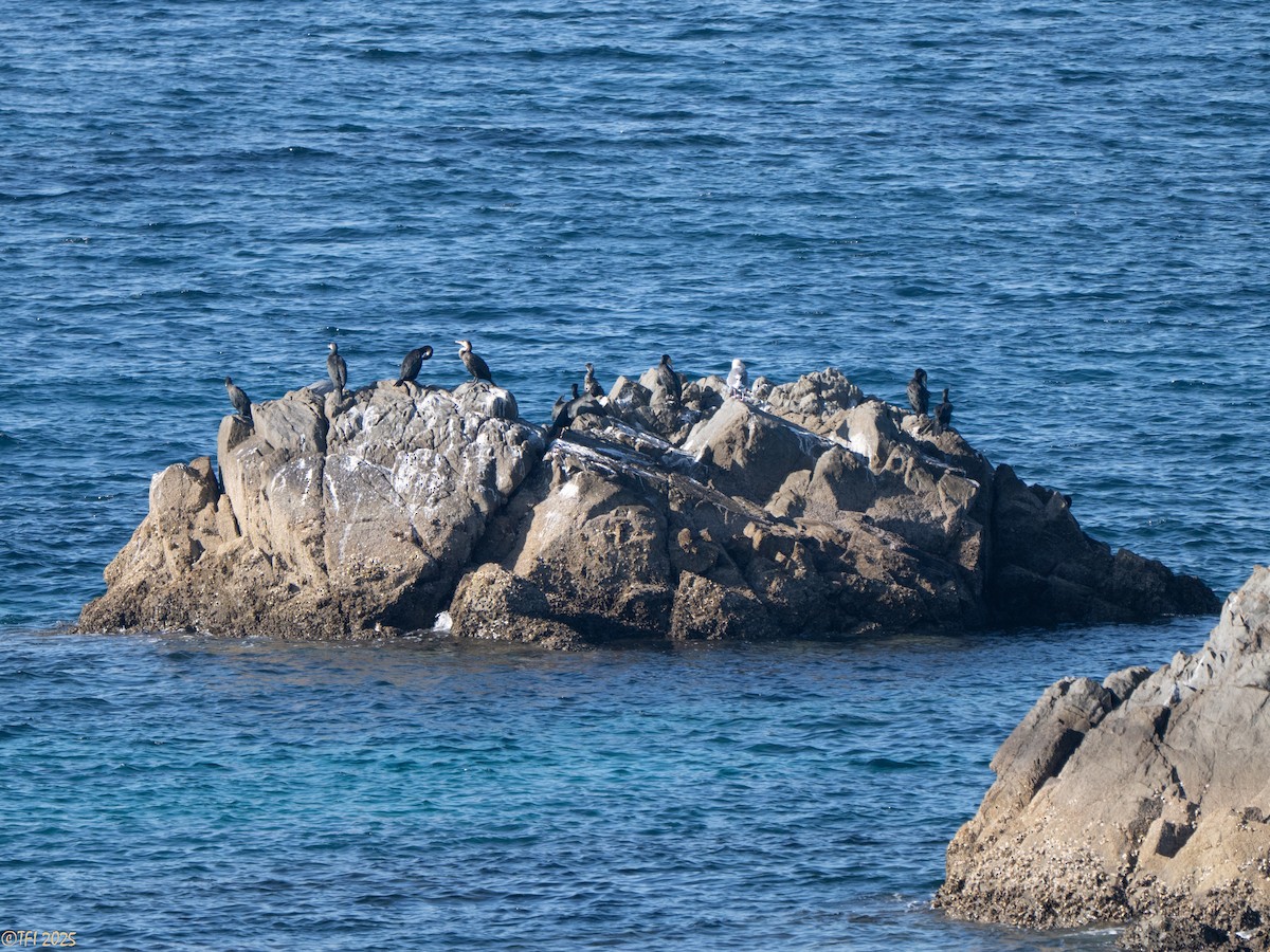 Баклан японський - ML652314072