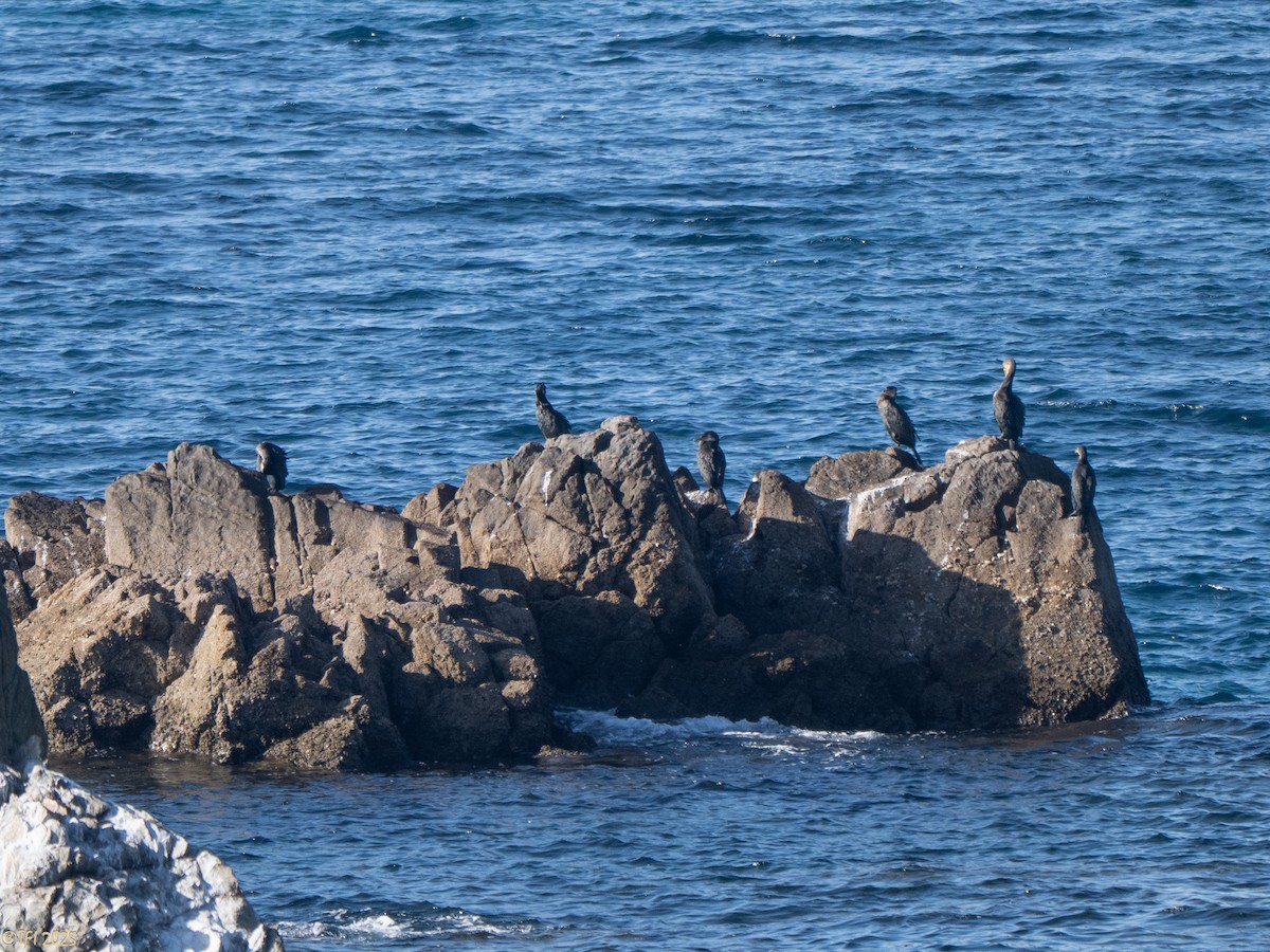 Баклан японський - ML652314073