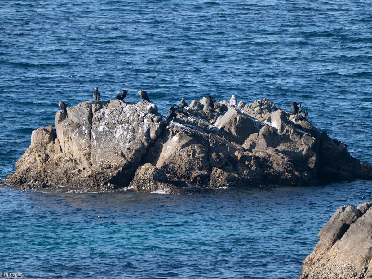 Баклан японський - ML652314077