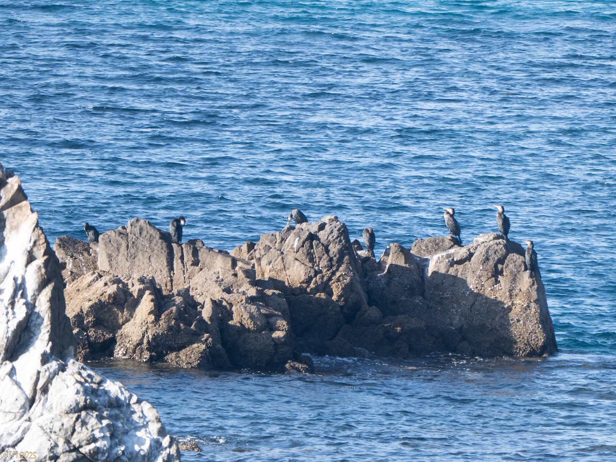 Баклан японський - ML652314085