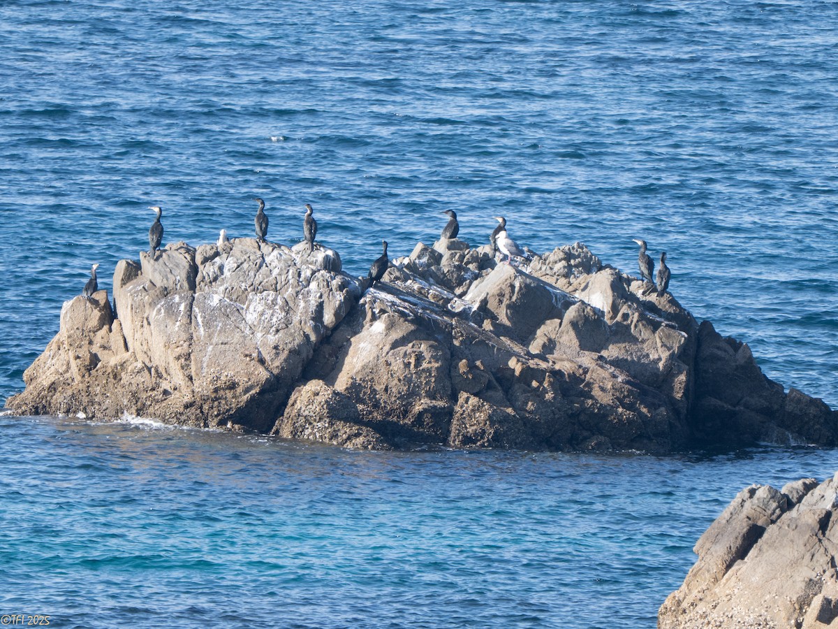 Мартин азійський - ML652314106