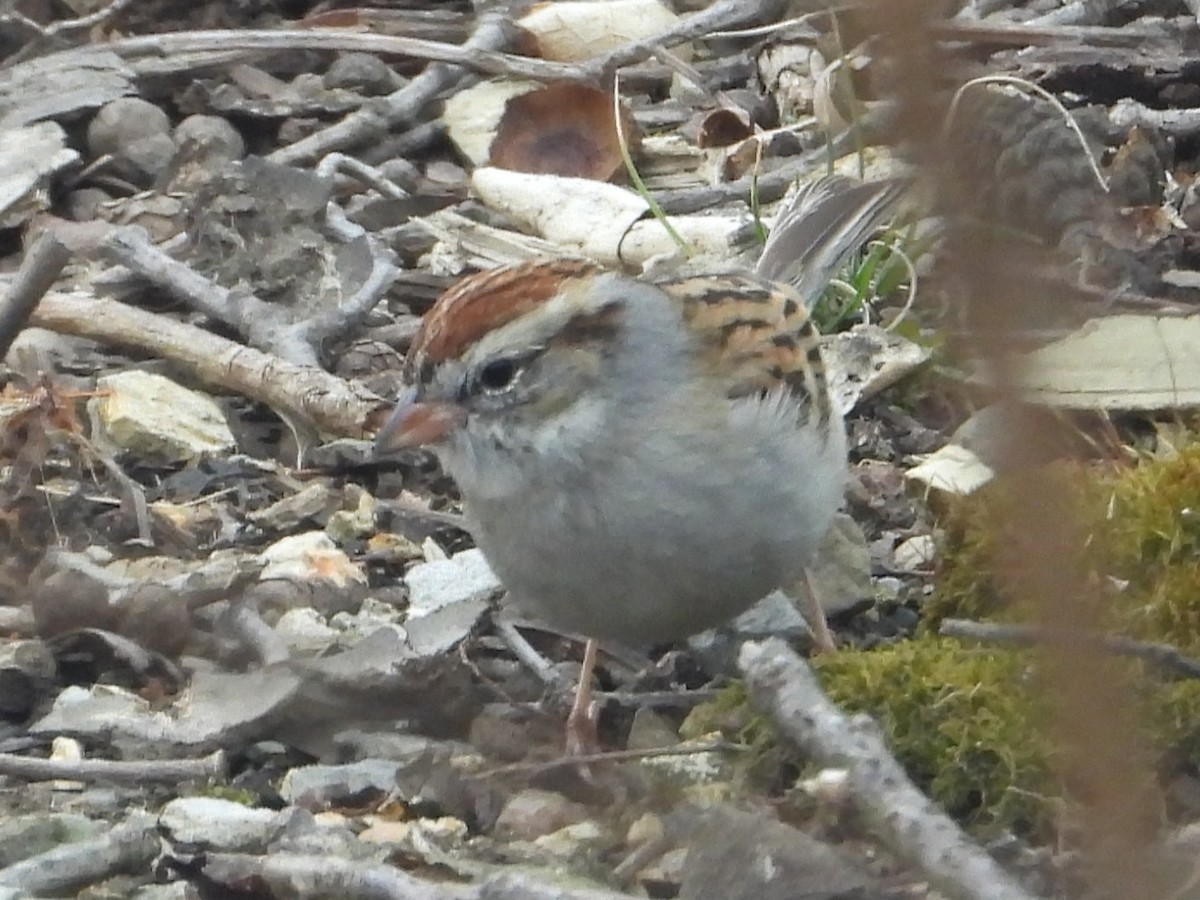 Chipping Sparrow - ML652314280