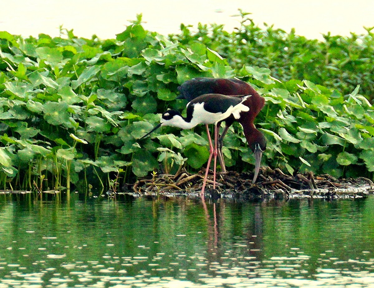 Кулик-довгоніг американський - ML652314837