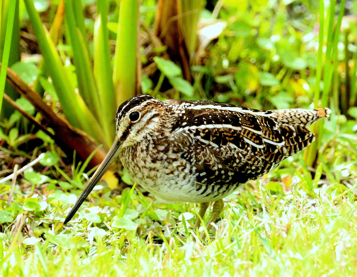 Баранець американський - ML652314852