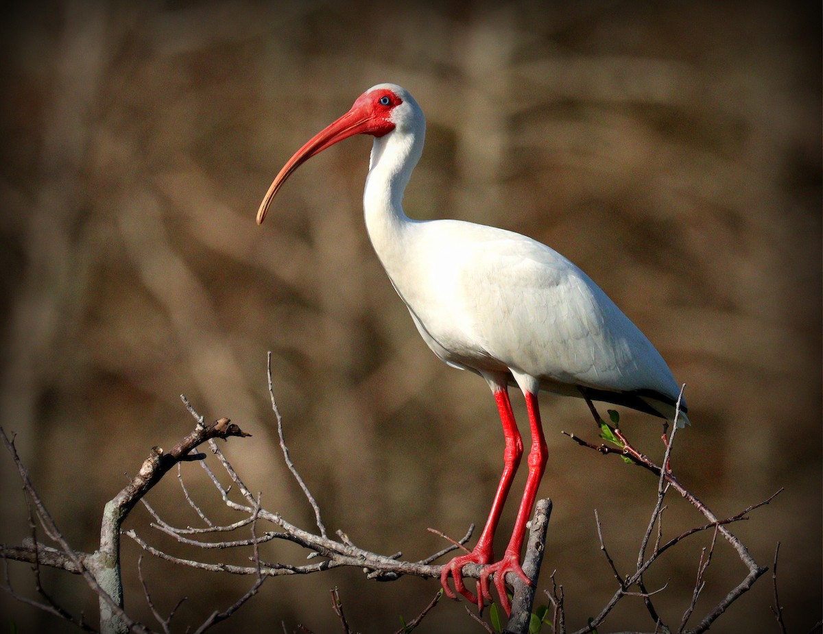 Ібіс білий - ML652314907