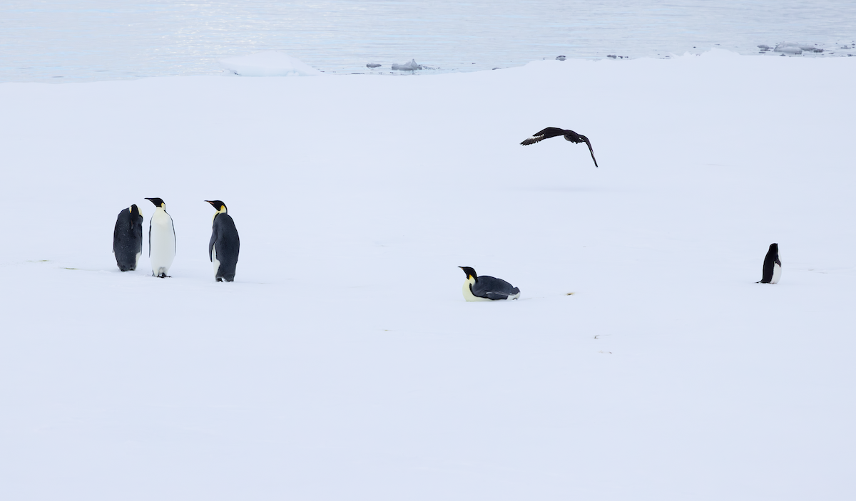 İmparator Penguen - ML652315093