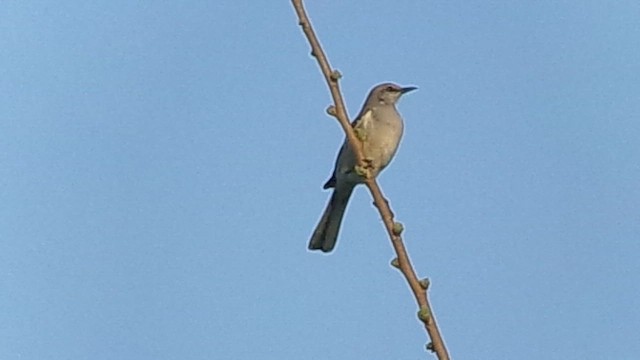 Northern Mockingbird - ML652315382