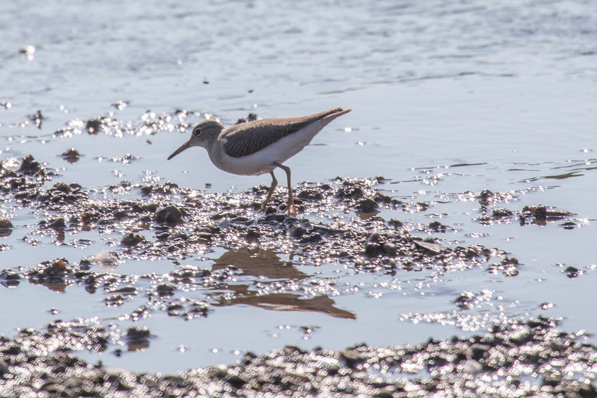 Solitary Sandpiper - ML652315637