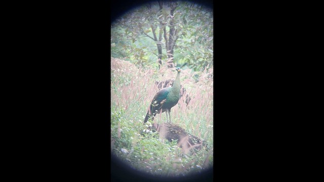 Green Peafowl - ML652315830