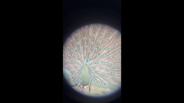 Green Peafowl - ML652315831