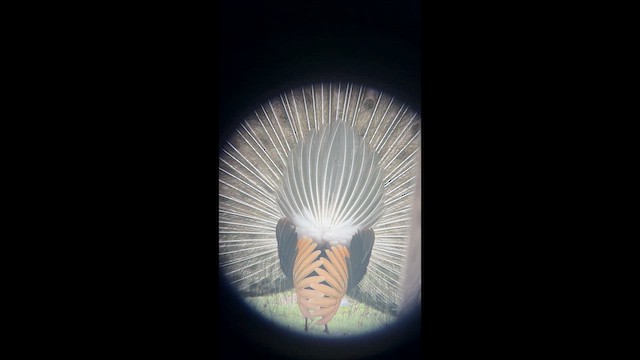 Green Peafowl - ML652315832