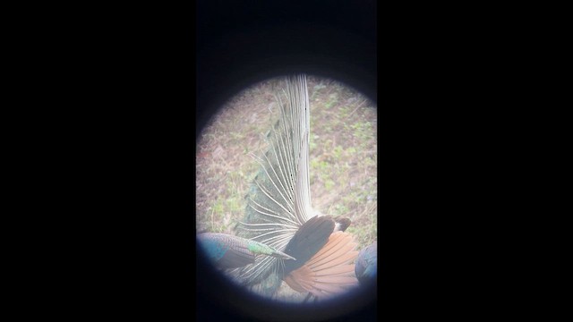 Green Peafowl - ML652315835