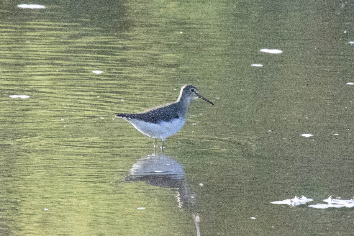Solitary Sandpiper - ML652315853