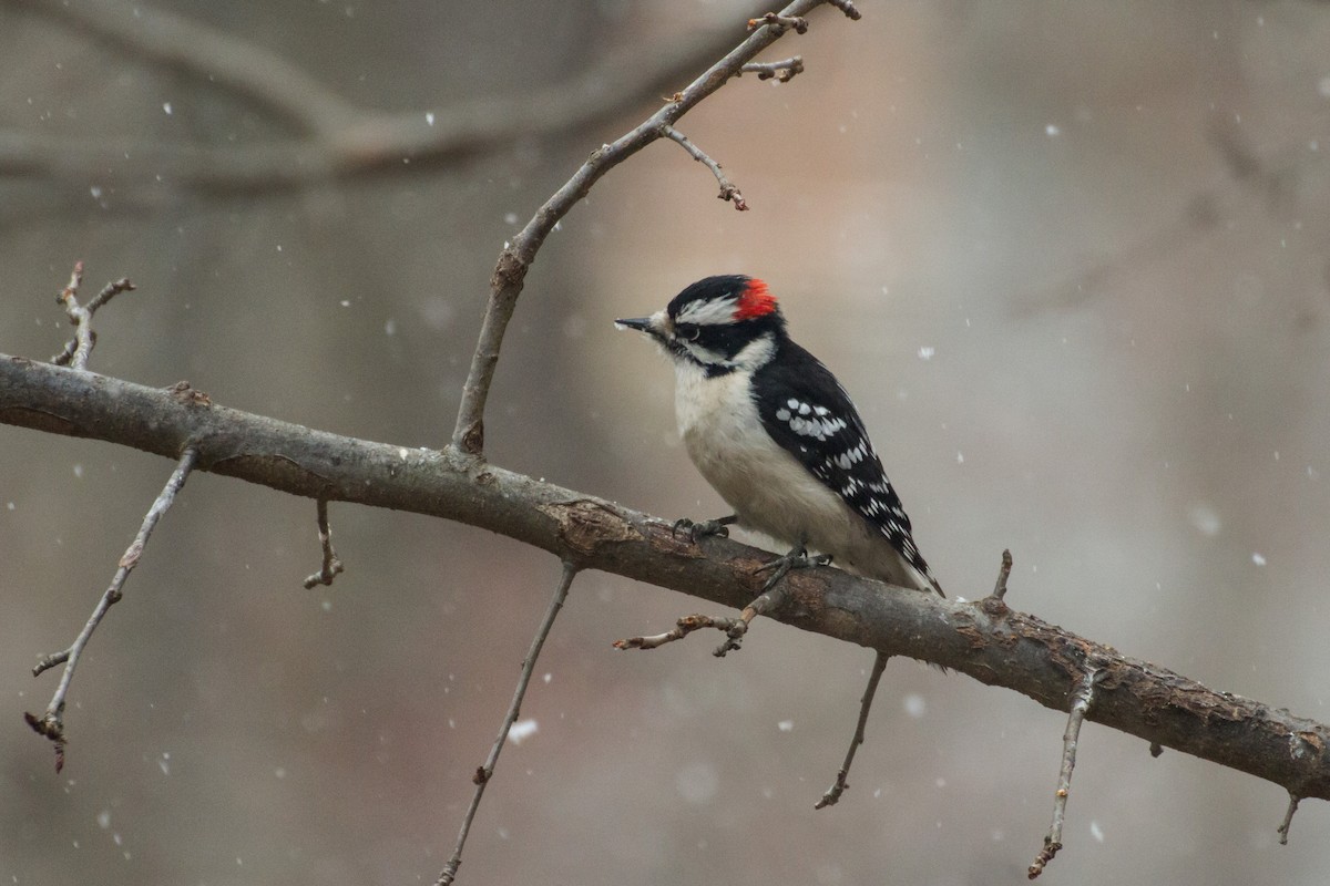 Downy Woodpecker - ML652315884