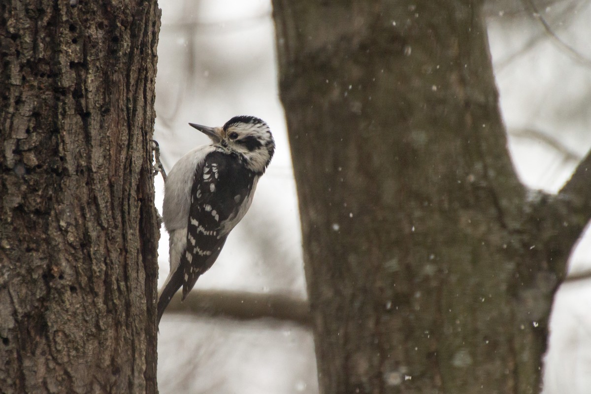 Hairy Woodpecker - ML652315895