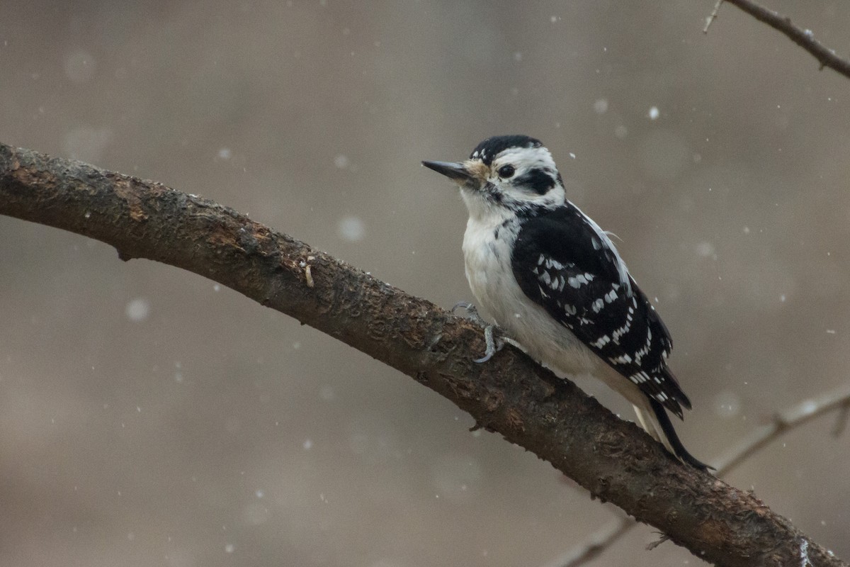 Hairy Woodpecker - ML652315896
