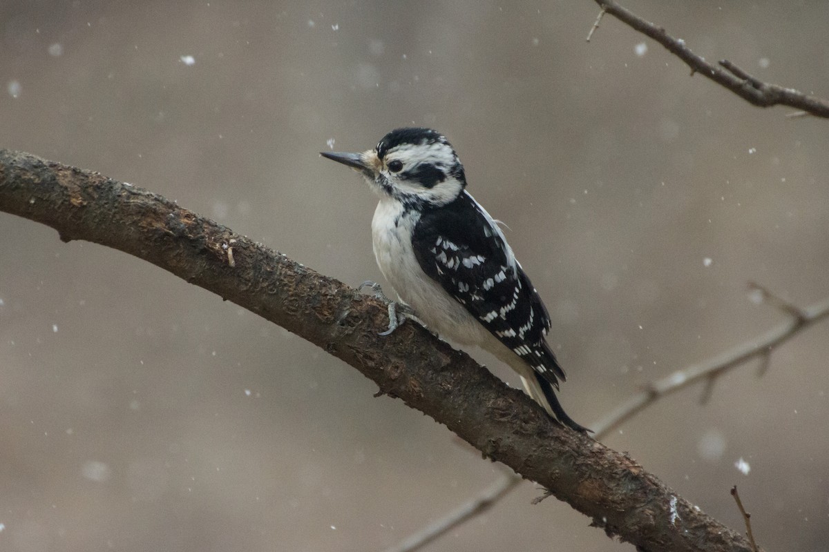 Hairy Woodpecker - ML652315898