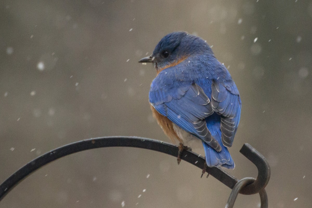 Eastern Bluebird - ML652315911