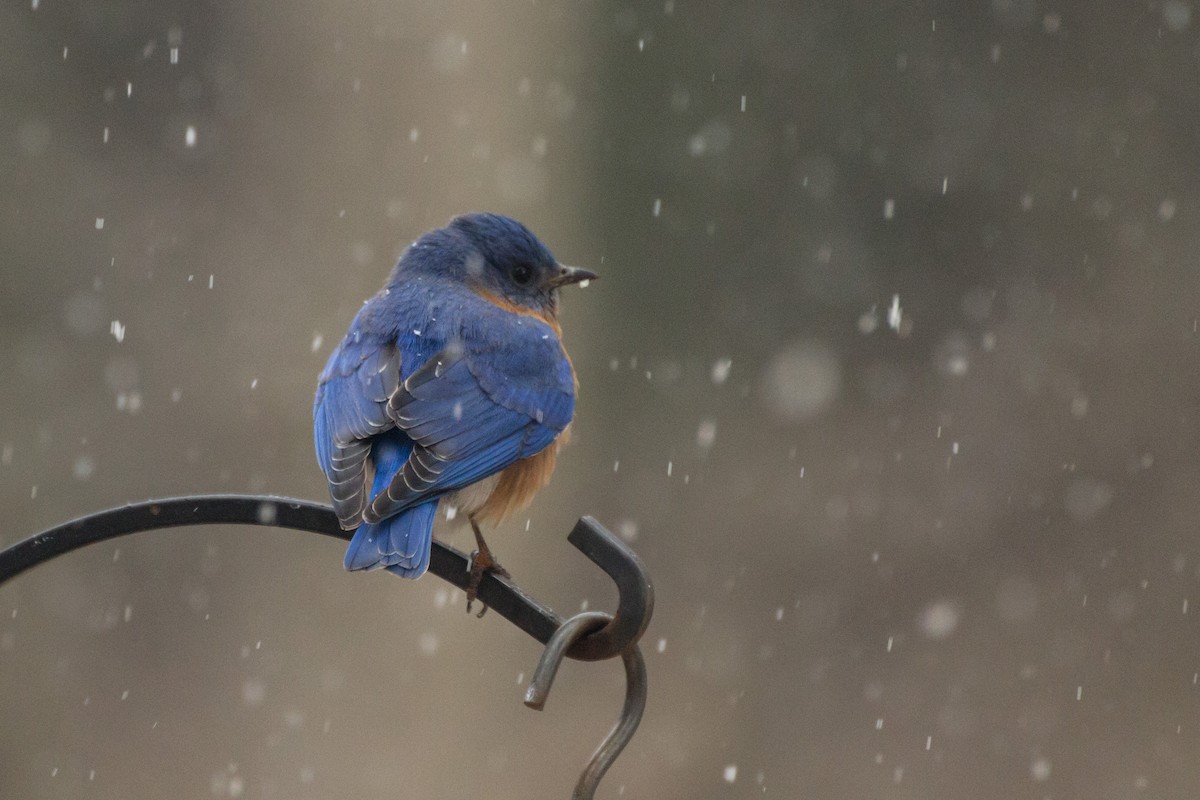 Eastern Bluebird - ML652315912