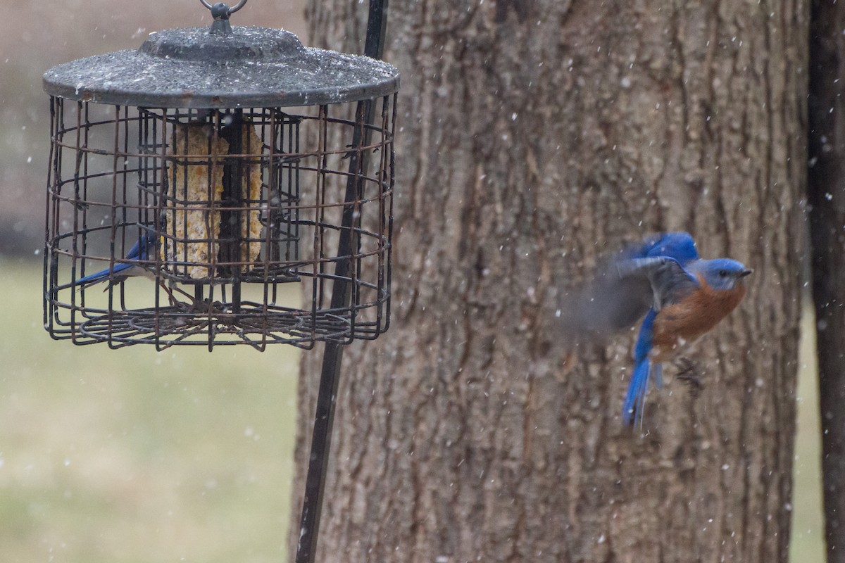 Eastern Bluebird - ML652315913