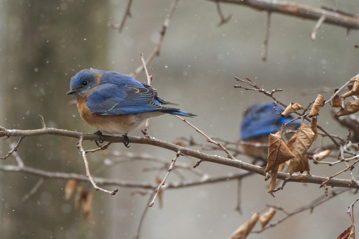 Eastern Bluebird - ML652315921