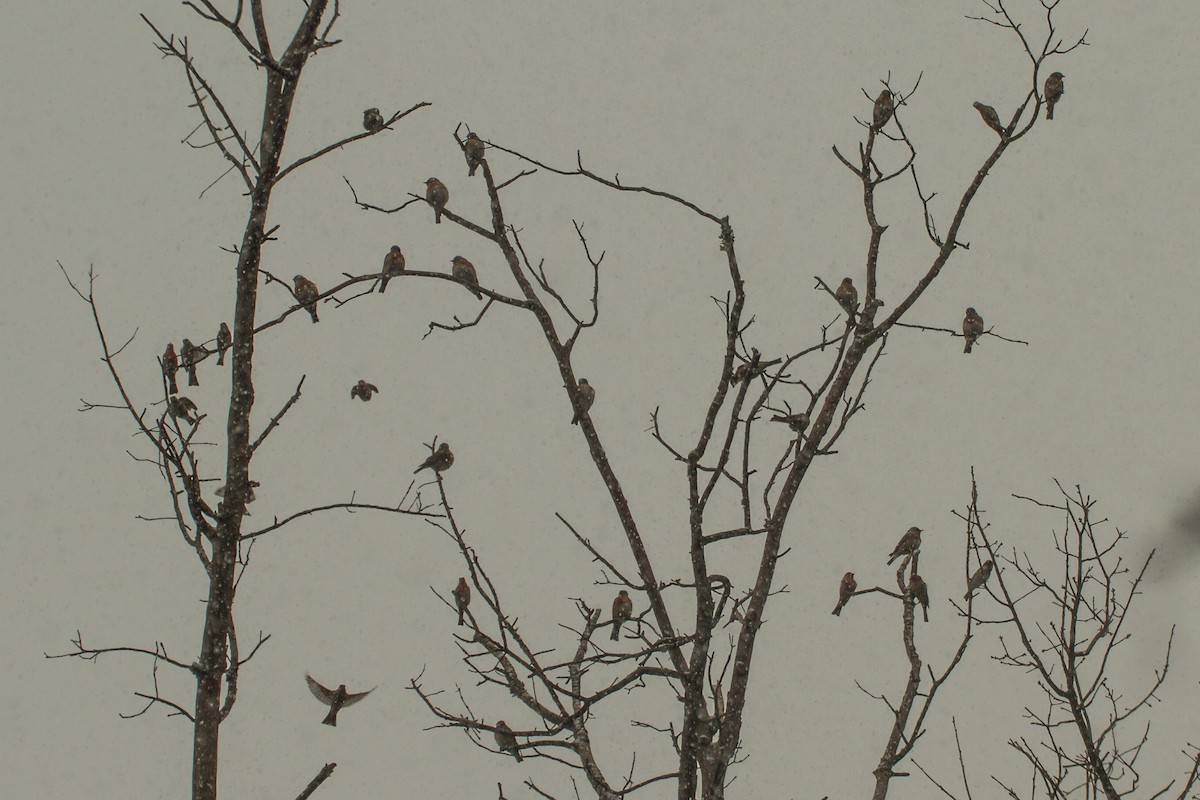 Eastern Bluebird - ML652315927