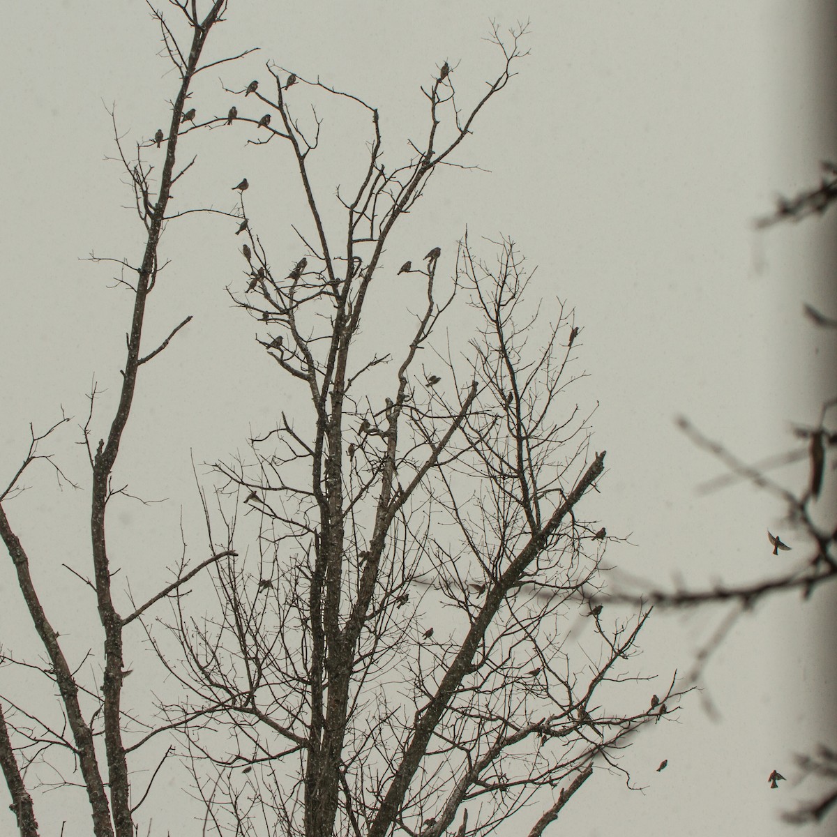 Eastern Bluebird - ML652315928