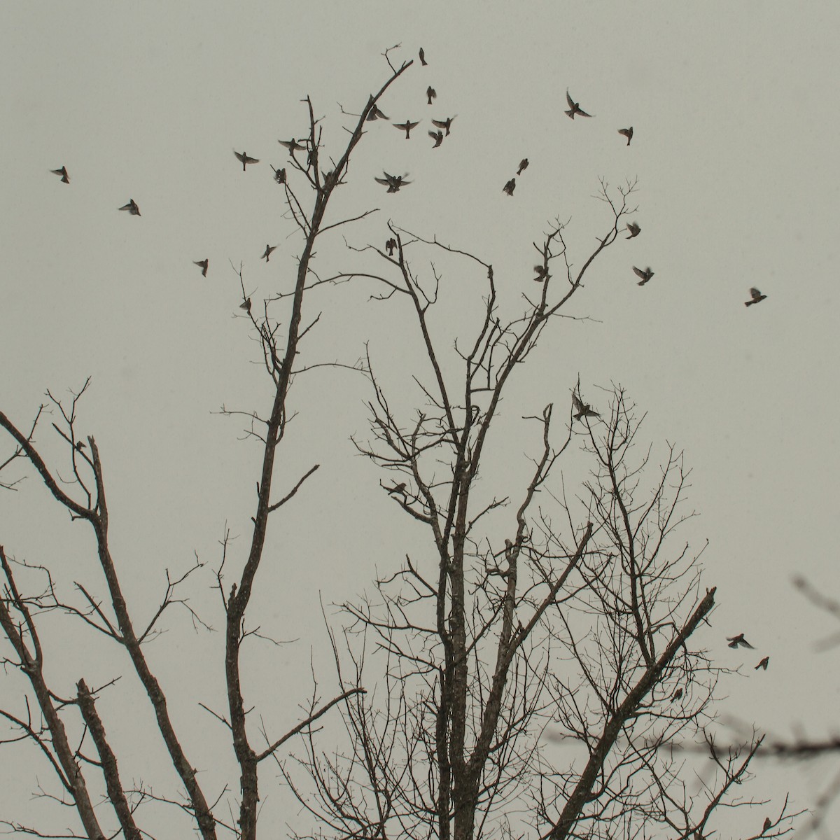 Eastern Bluebird - ML652315929