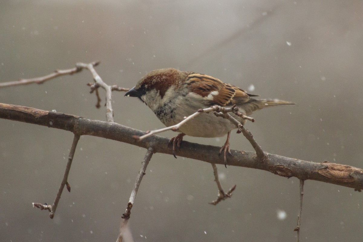 Etxe-txolarrea - ML652315937